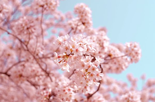 Sakura blossom close up